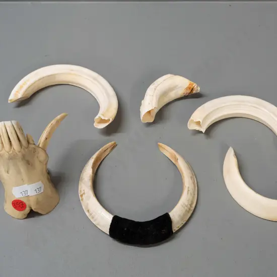 assorted boar tusks, one with partial jaw