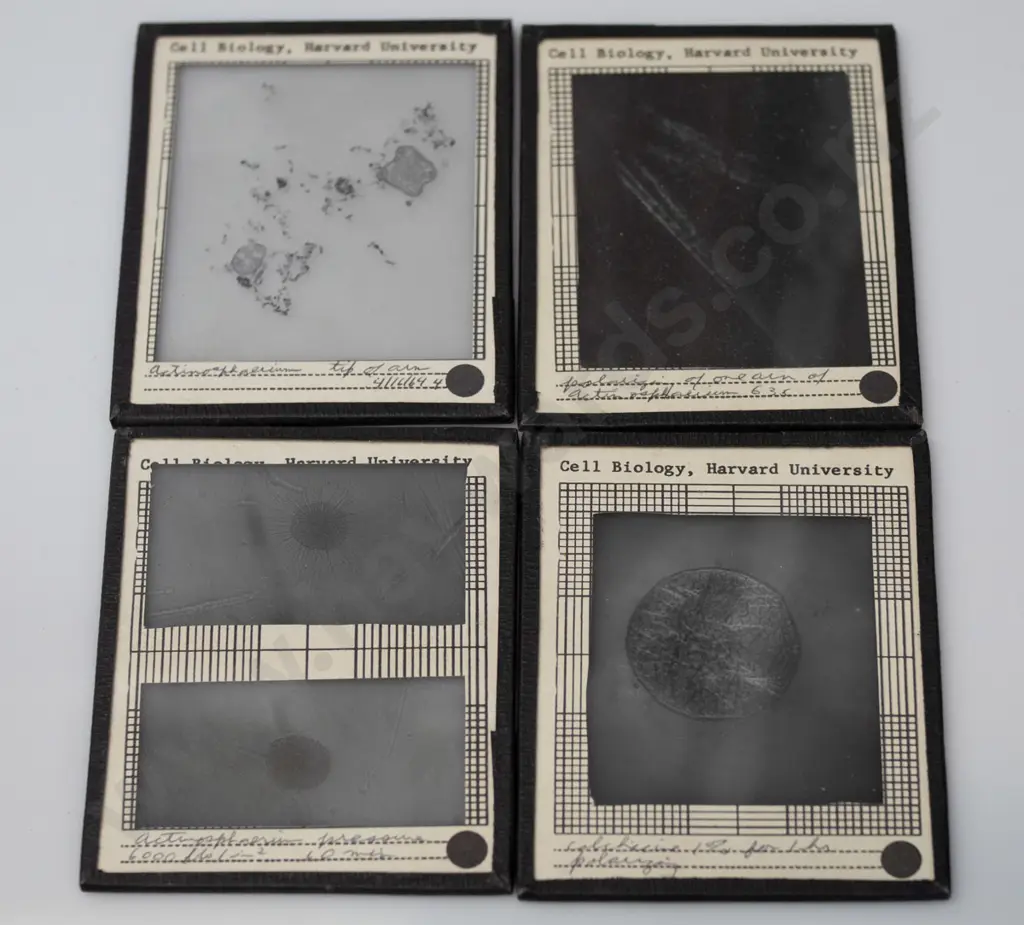 10 vintage glass lantern slides of biology subjects, 5 with "Cell Biology - Harvard University" labels, others have lost Image 1++