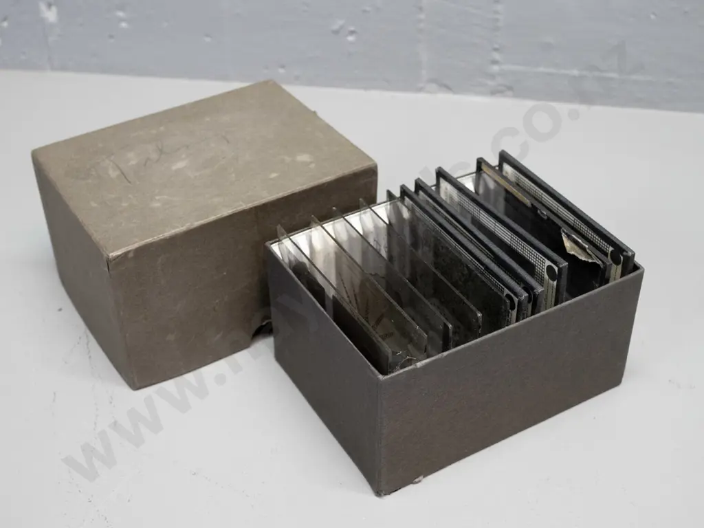 10 vintage glass lantern slides of biology subjects, 5 with "Cell Biology - Harvard University" labels, others have lost Image 1++