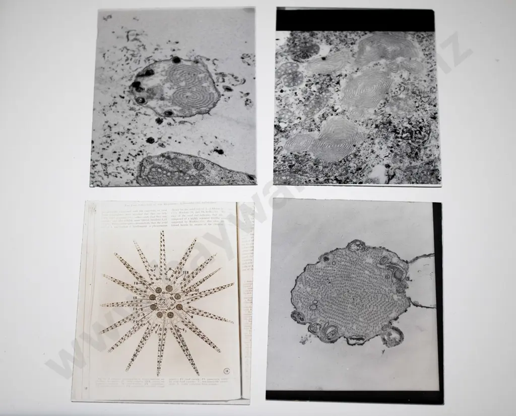 10 vintage glass lantern slides of biology subjects, 5 with "Cell Biology - Harvard University" labels, others have lost Image 1++