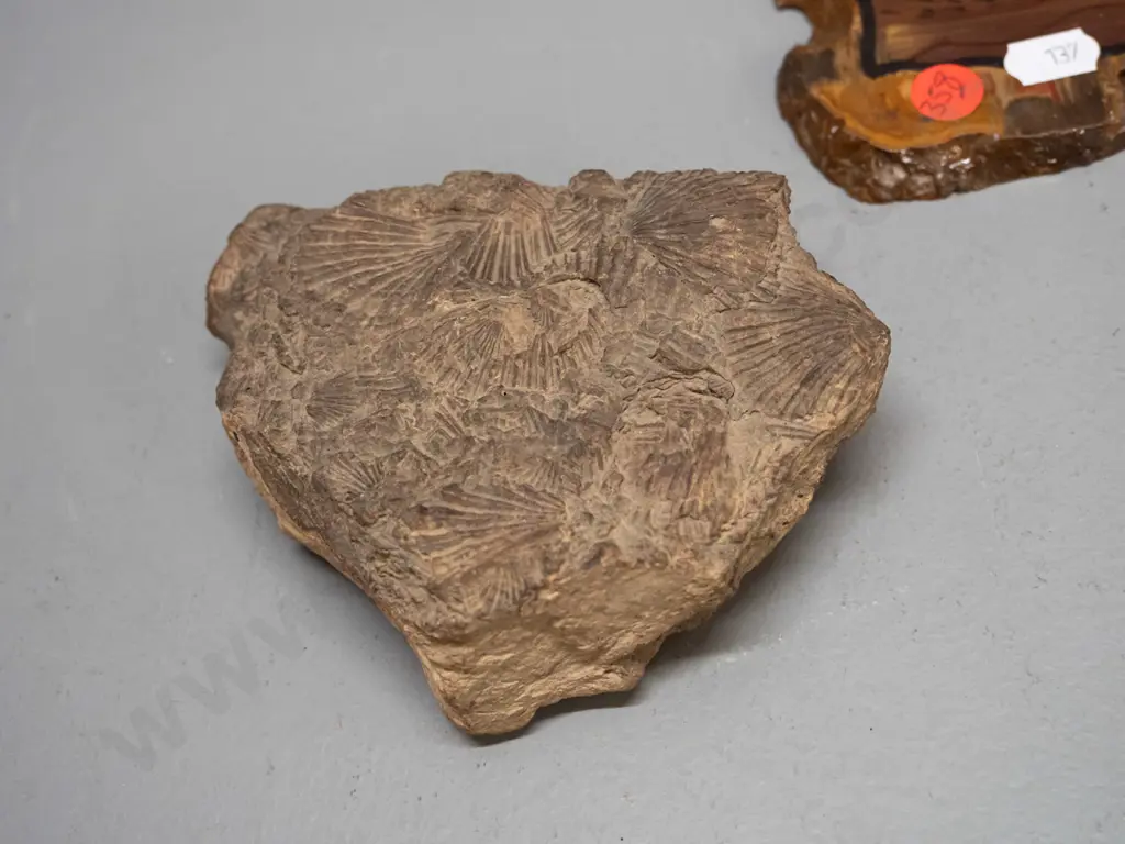2 pieces of petrified wood, one with hand painted scene and faint labelling on back 200 x 160 & a shell fossil specimen Image 1++