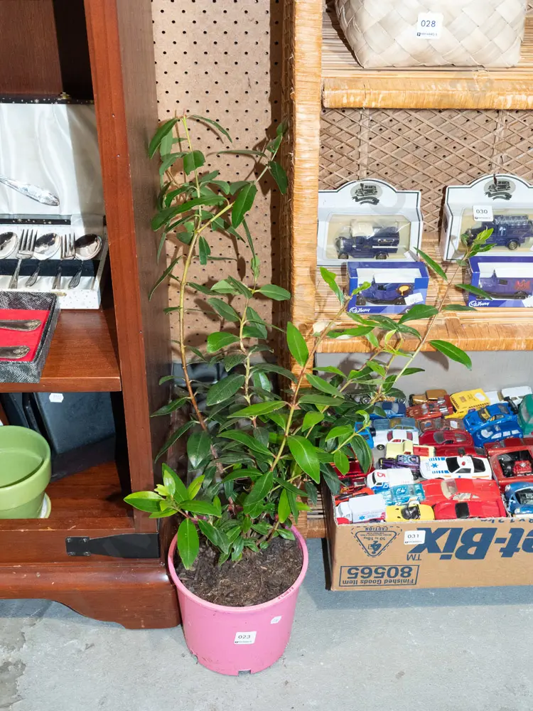 potted pohutukawa Image 1++