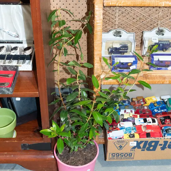 potted pohutukawa