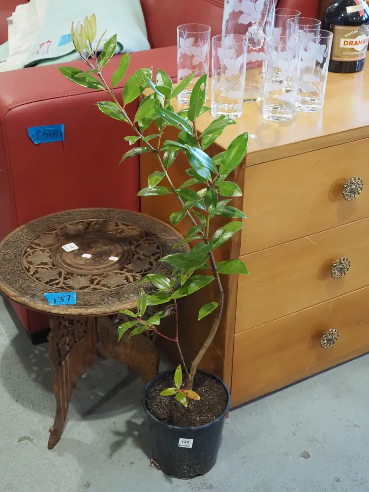 potted pohutukawa Image 1++