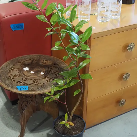 potted pohutukawa