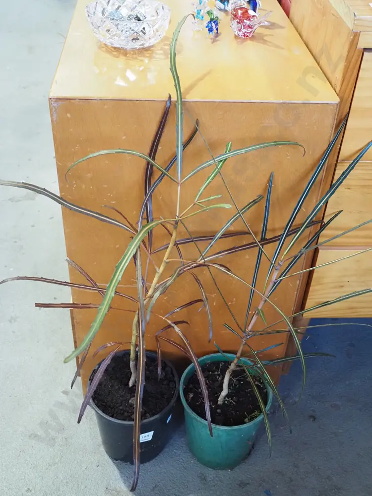 2x potted lancewoods Image 1++