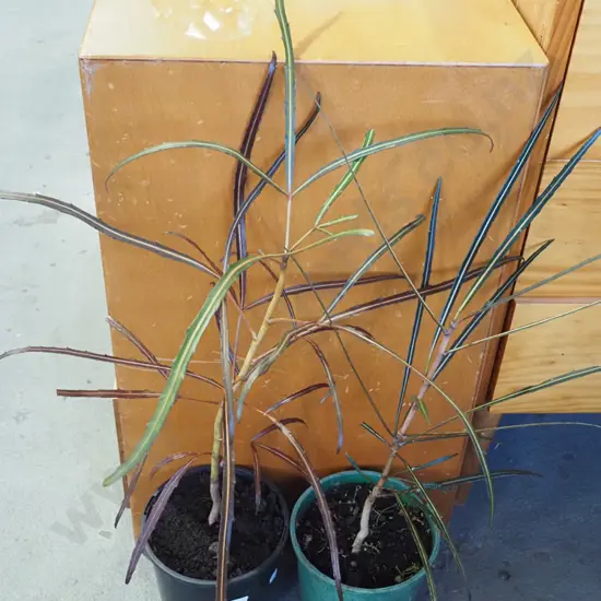2x potted lancewoods