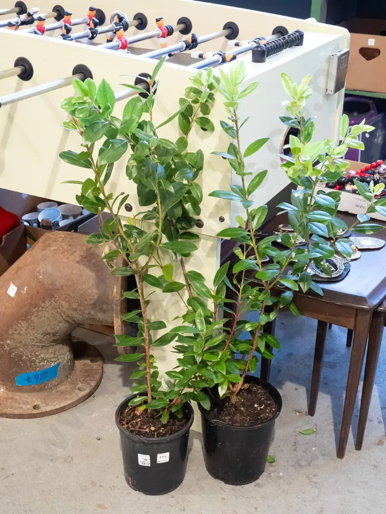 2x potted pohutukawa Image 1++