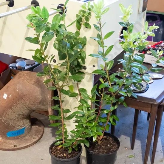 2x potted pohutukawa