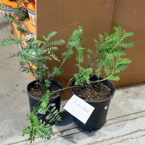 2x potted kakas beaks
