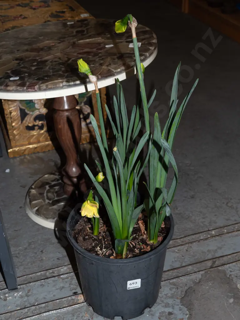 potted daffodils Image 1++