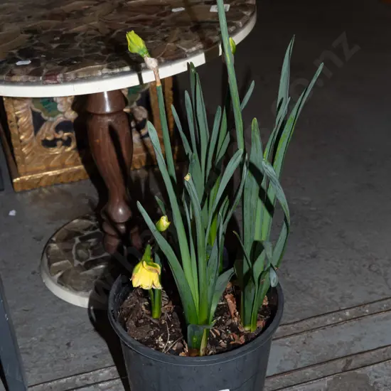 potted daffodils