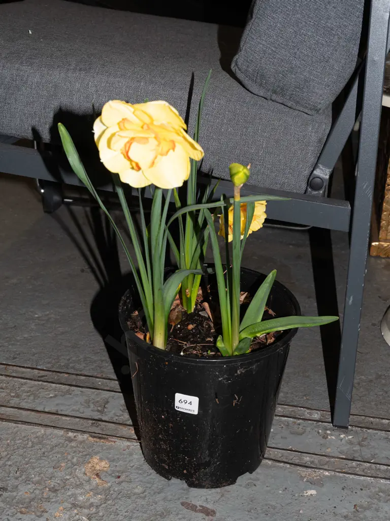 potted daffodils Image 1++