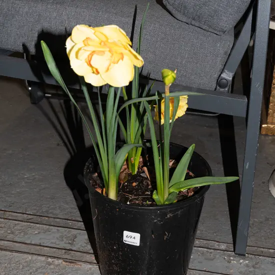 potted daffodils