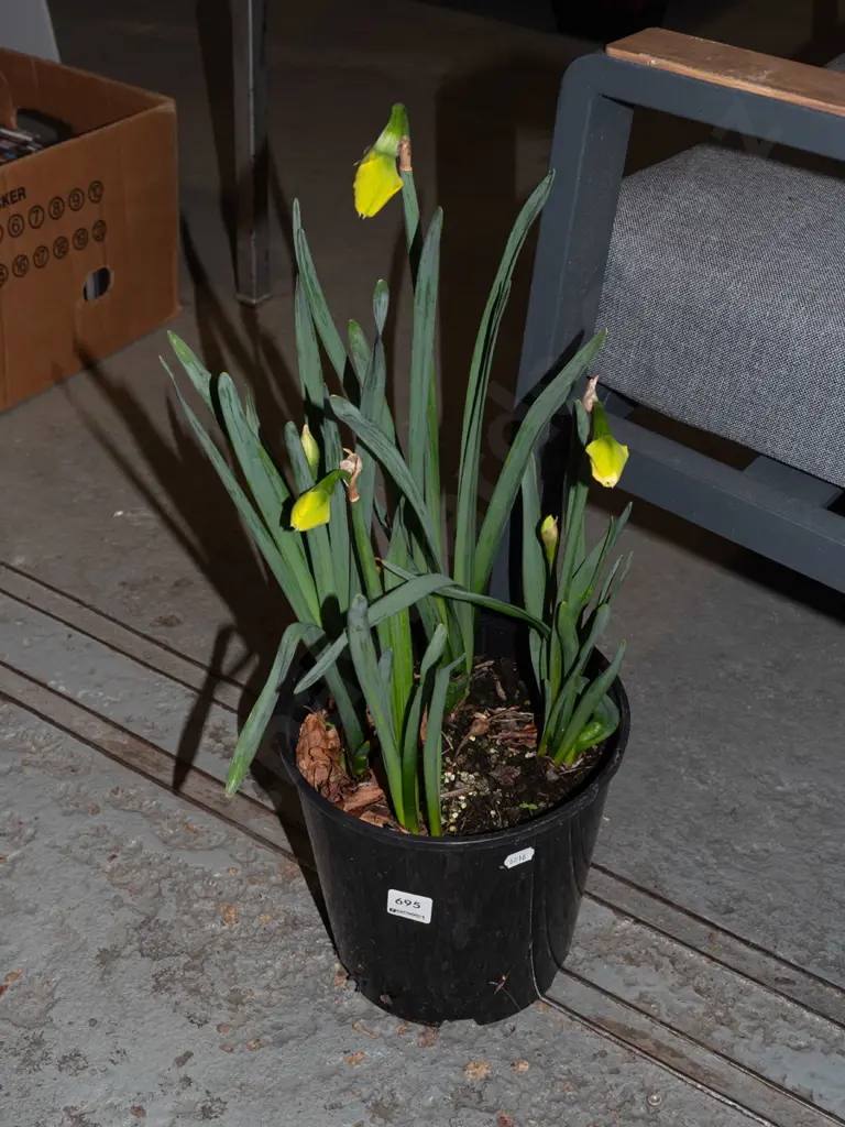 potted daffodils Image 1++