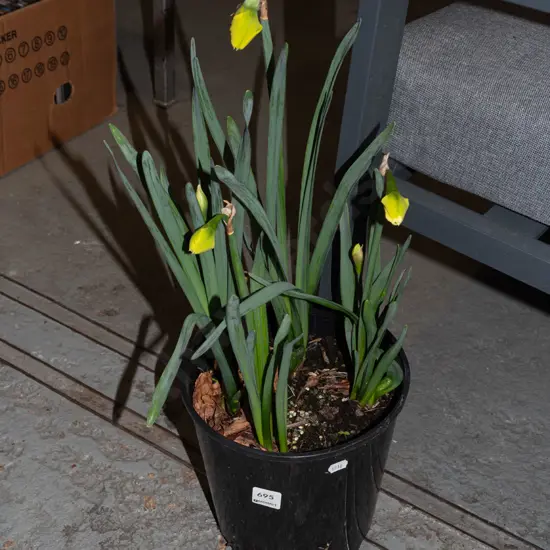 potted daffodils