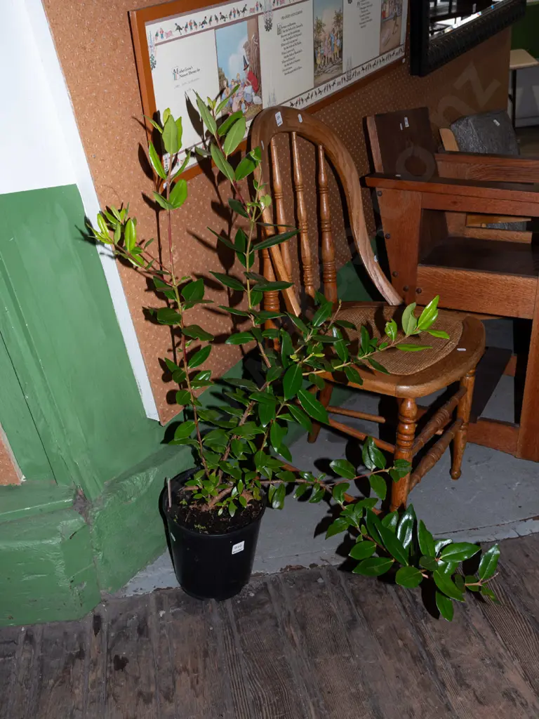 potted pohutukawa Image 1++