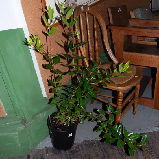 potted pohutukawa