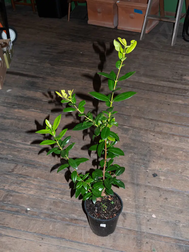 potted pohutukawa Image 1++