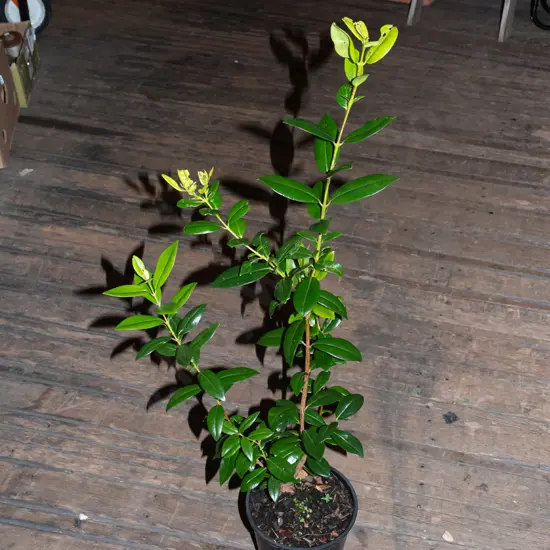 potted pohutukawa