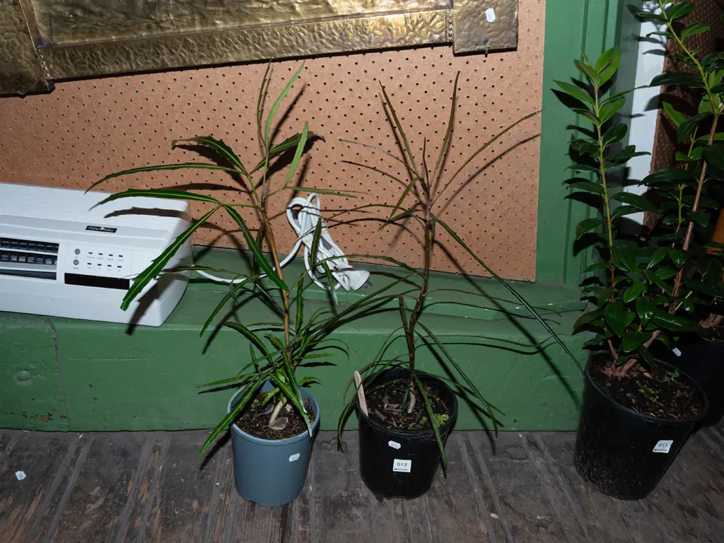2x potted lancewoods Image 1++