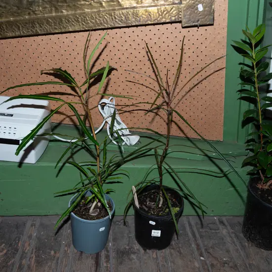 2x potted lancewoods