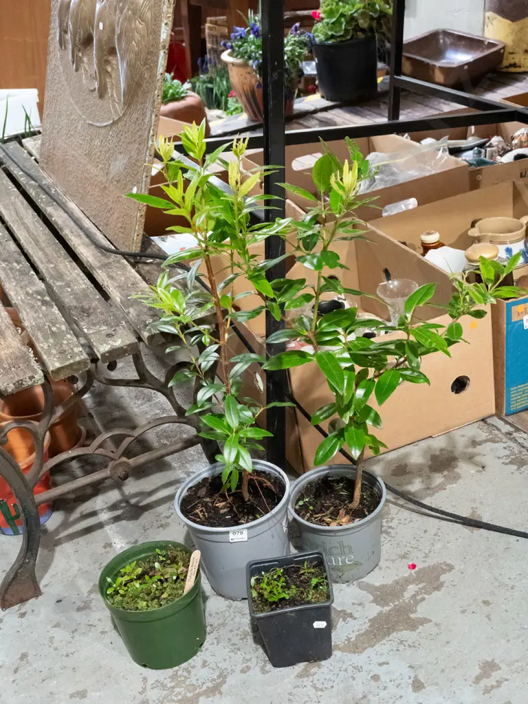 2x potted pohutukawa and seedlings Image 1++
