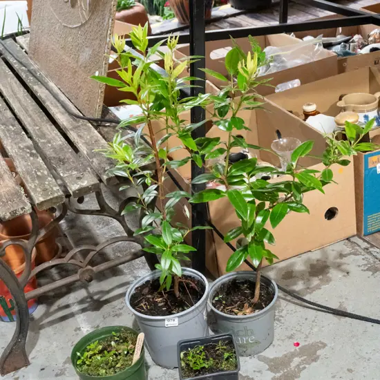 2x potted pohutukawa and seedlings