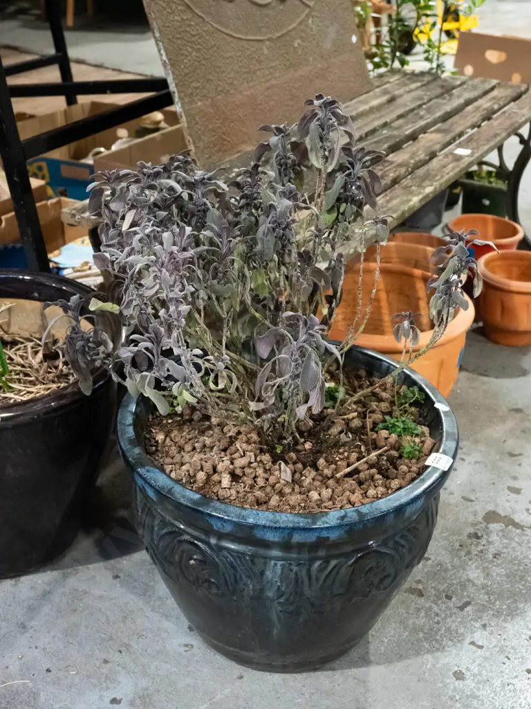 purple sage in blue glazed planter H300 Image 1++
