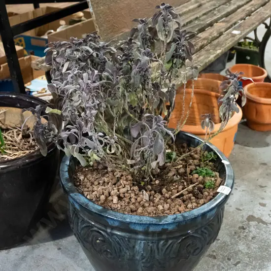 purple sage in blue glazed planter H300