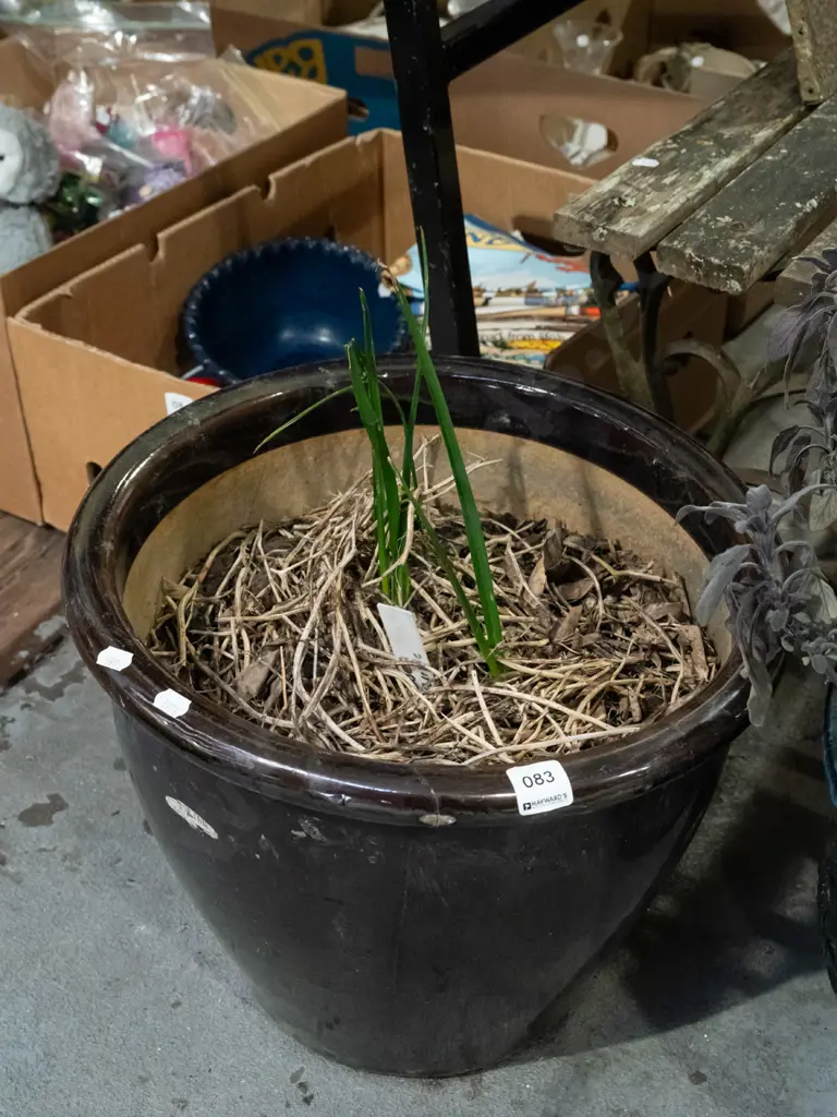 brodiaea sun-purple in brown glazed planter Planter H340 Diam370 Image 1++