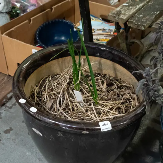 brodiaea sun-purple in brown glazed planter Planter H340 Diam370