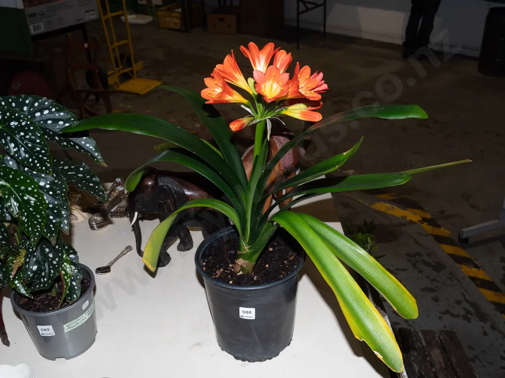  potted orange clibia miniata Image 1++