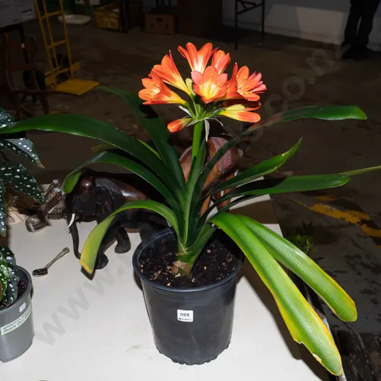  potted orange clibia miniata