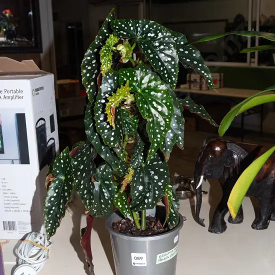potted polka dotted begonia