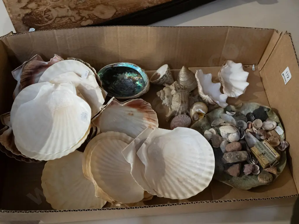 box of seashells Image 1++