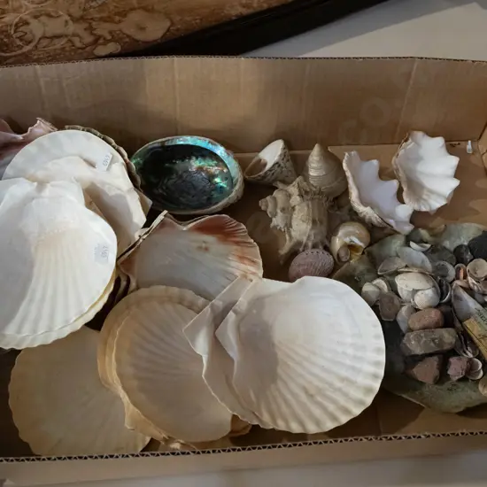 box of seashells