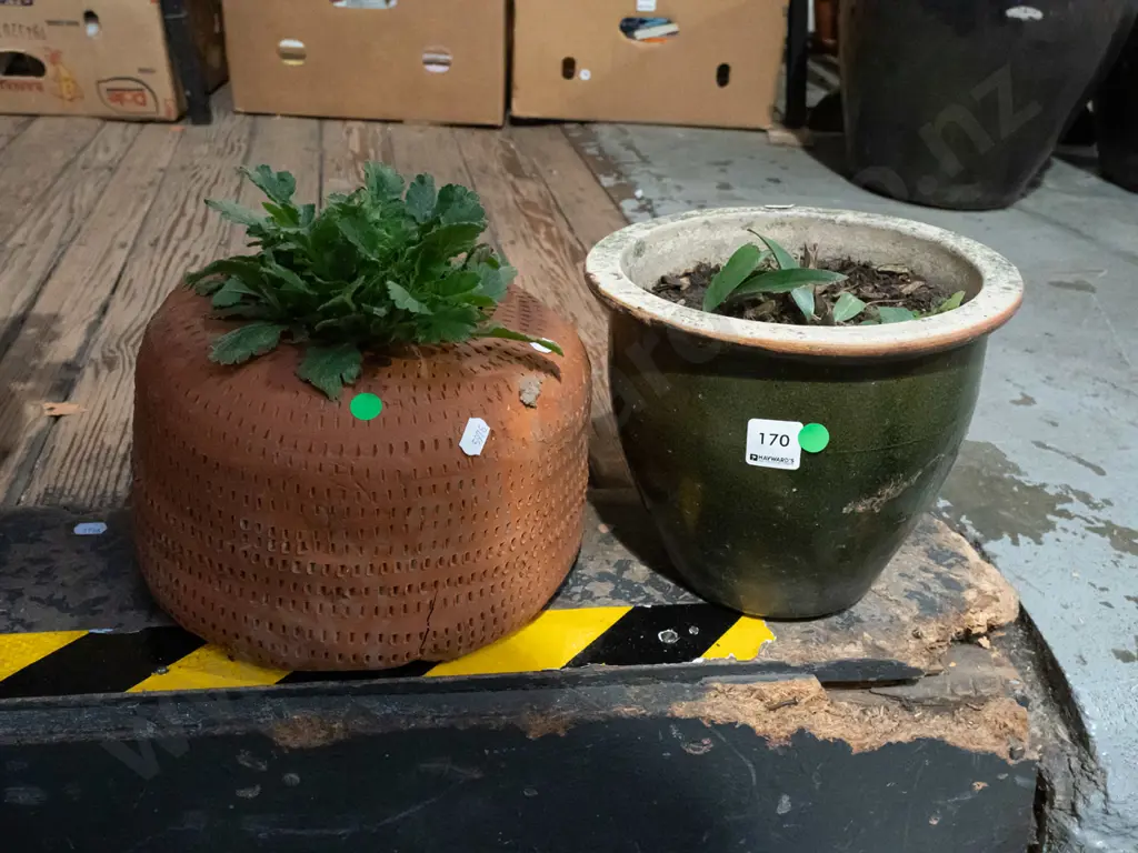 unknown plant in terracotta planter, green glazed planter - green dots Image 1++