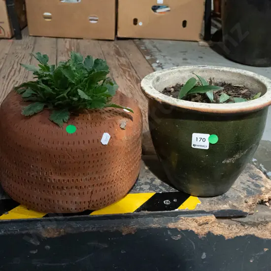unknown plant in terracotta planter, green glazed planter - green dots