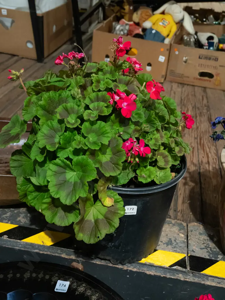 geranium in black plastic planter Image 1++