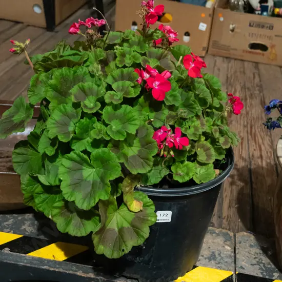 geranium in black plastic planter