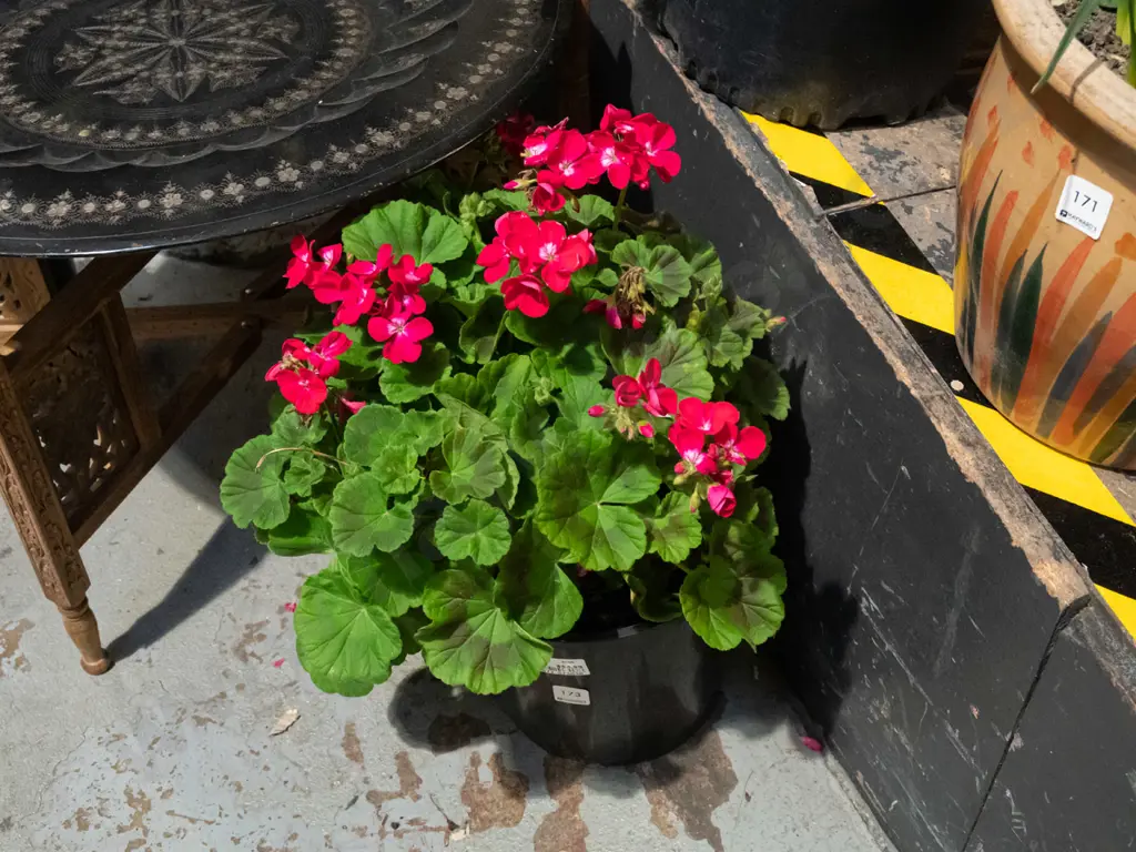geranium in black plastic planter Image 1++