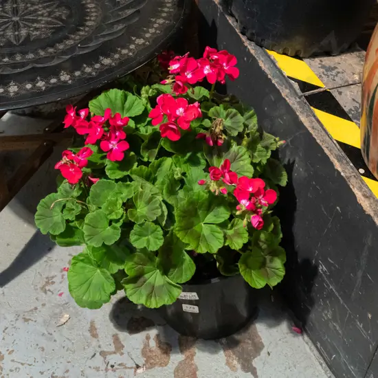 geranium in black plastic planter