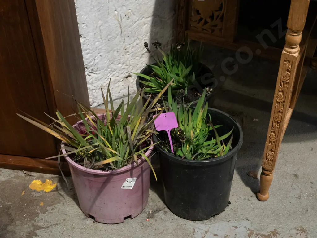 3x potted yellow eyed grasses Image 1++