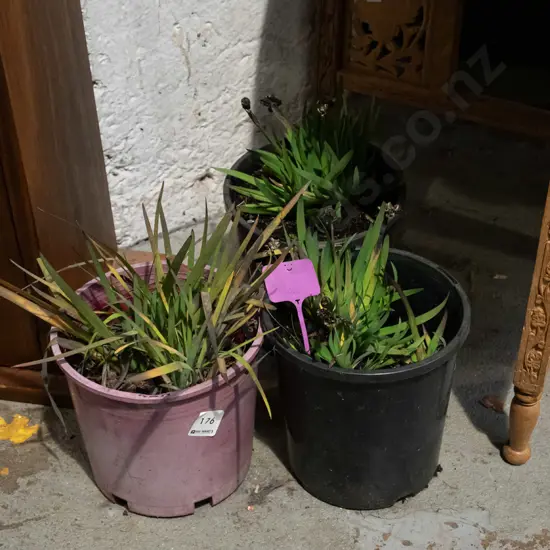 3x potted yellow eyed grasses