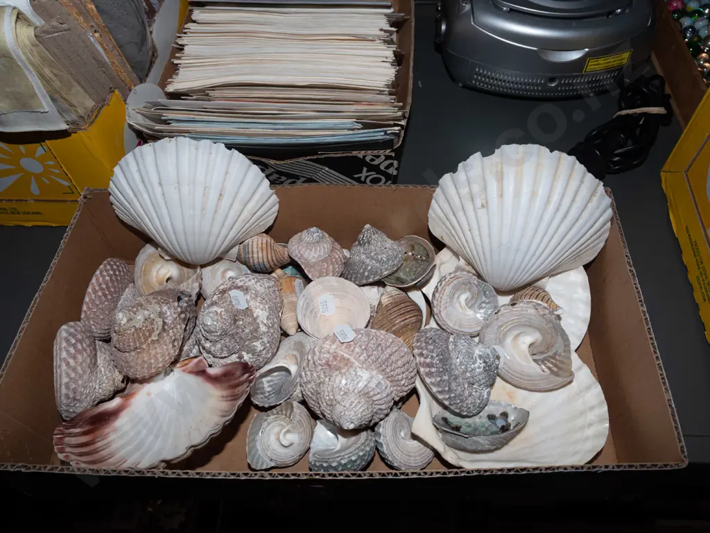 box of seashells Image 1++