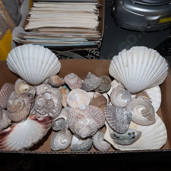 box of seashells