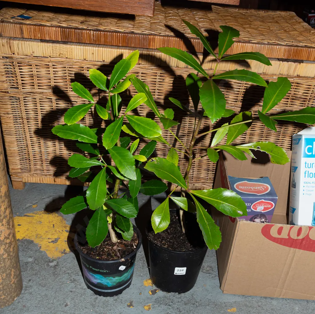 2x potted pseudopanax Image 1++