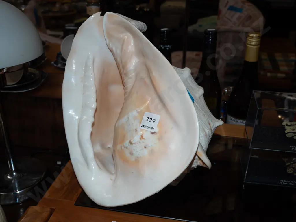 large seashell W300 - chip to top Image 1++