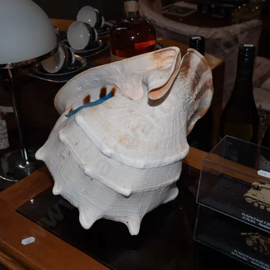 large seashell W300 - chip to top